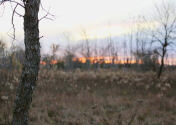 The sun sets on Nov. 7, behind land near Worthing, South Dakota, that has been improved with money from the state’s Habitat Stamp program. South Dakota Searchlight photo by Joshua Haiar.