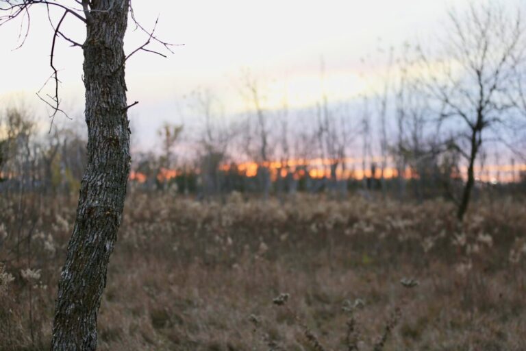 The sun sets on Nov. 7, behind land near Worthing, South Dakota, that has been improved with money from the state’s Habitat Stamp program. South Dakota Searchlight photo by Joshua Haiar.