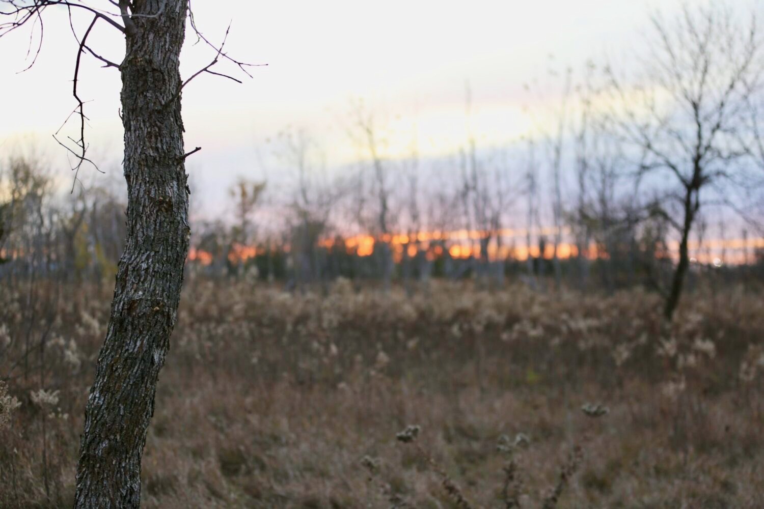 The sun sets on Nov. 7, behind land near Worthing, South Dakota, that has been improved with money from the state’s Habitat Stamp program. South Dakota Searchlight photo by Joshua Haiar.