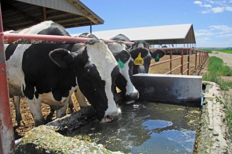 Holstein milking cows at an Idaho dairy in 2012. Photo courtesy of the U.S Department of Agriculture.
