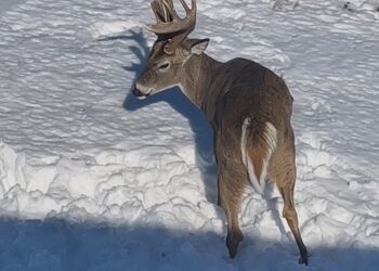 A whitetail deer that was shot and killed in Brown County. Photo courtesy of South Dakota Department of Game, Fish & Parks Department.