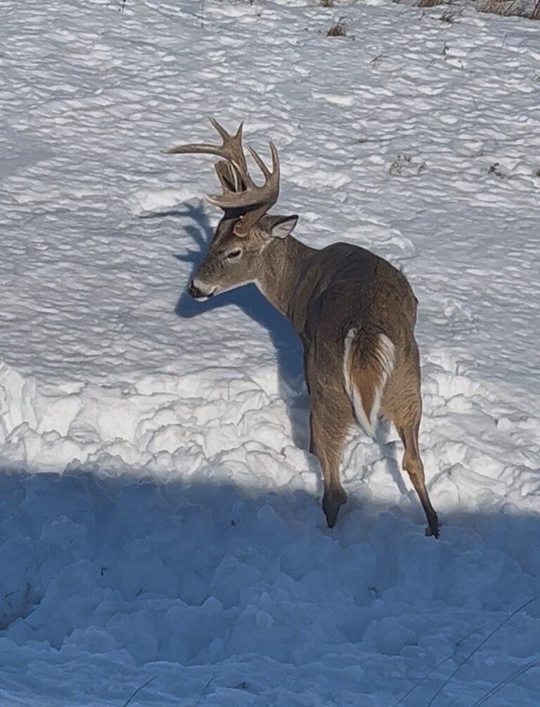 A whitetail deer that was shot and killed in Brown County. Photo courtesy of South Dakota Department of Game, Fish & Parks Department.