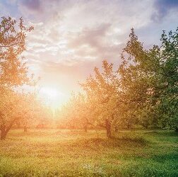 Sunny field 1