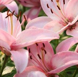 pink lilies