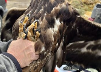 Federal and state authorities are asking for information on a golden eagle that was shot with a shotgun in Potter County earlier this month. Photo courtesy of South Dakota Department of Game, Fish & Parks.