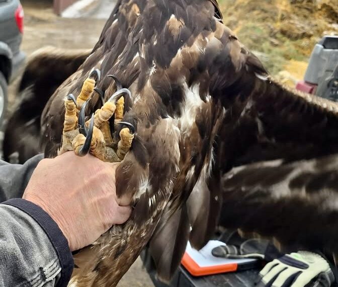 Federal and state authorities are asking for information on a golden eagle that was shot with a shotgun in Potter County earlier this month. Photo courtesy of South Dakota Department of Game, Fish & Parks.
