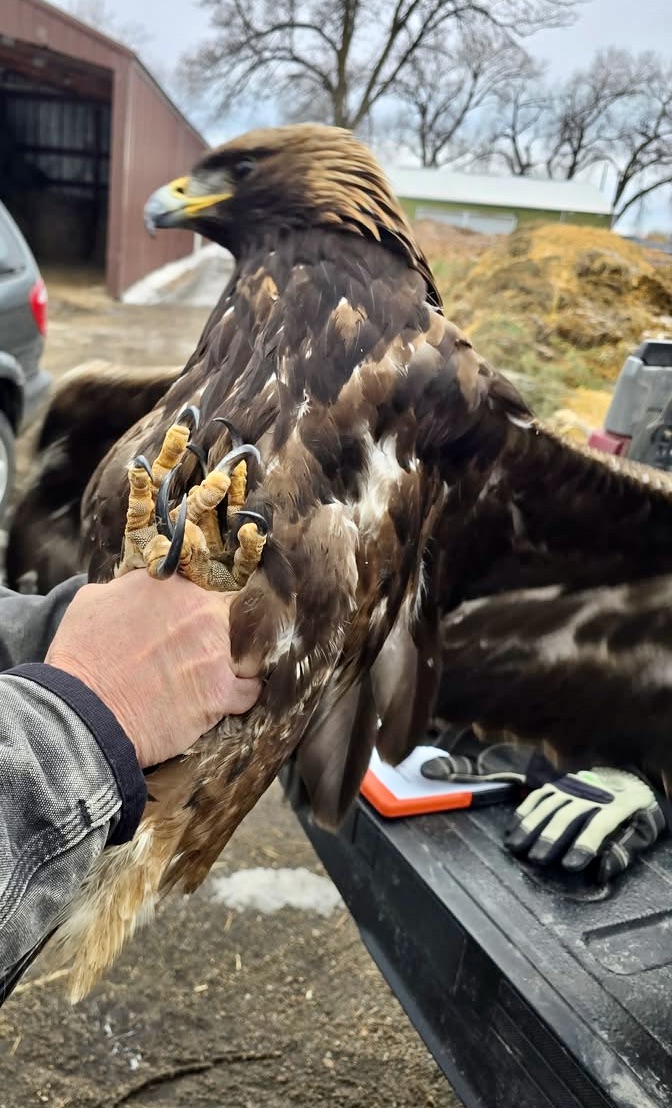 Federal and state authorities are asking for information on a golden eagle that was shot with a shotgun in Potter County earlier this month. Photo courtesy of South Dakota Department of Game, Fish & Parks.