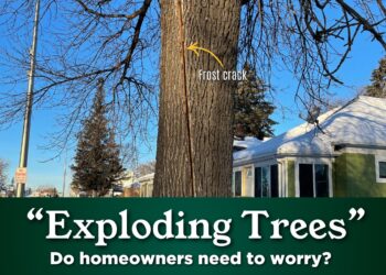 Exploding trees graphic courtesy of North Dakota State University Extension.