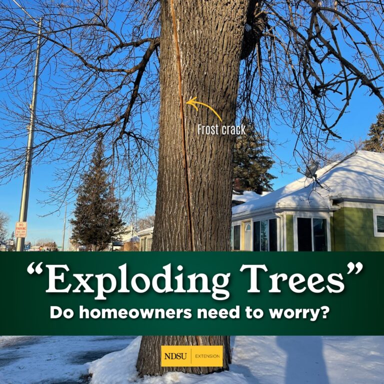 Exploding trees graphic courtesy of North Dakota State University Extension.