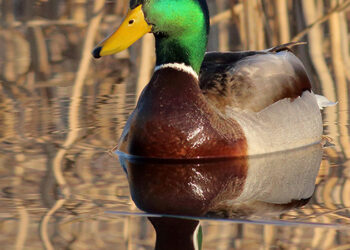 mallard 1