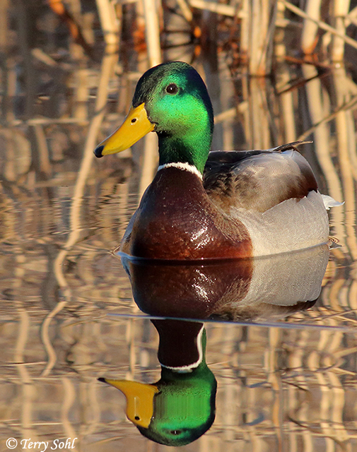 mallard 1