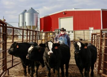 Mike Stavick of Stavick Simmental near Veblen stands with four quadruplet bull calves born in February 2025. The quads were recently sold, all to the same buyer. Courtesy photo.