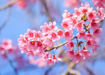 Flowering trees Closeup Branches Sakura Pink color 573349 3840x2160