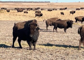 buffalo graze