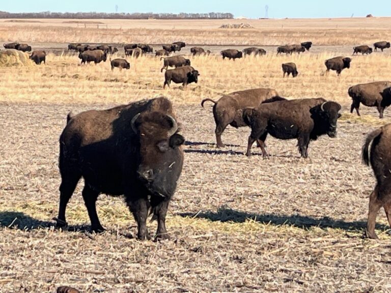 buffalo graze