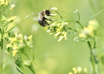 Winter camelina provides excellent forage for pollinators. Photo courtesy of the U.S. Department of Agriculture.