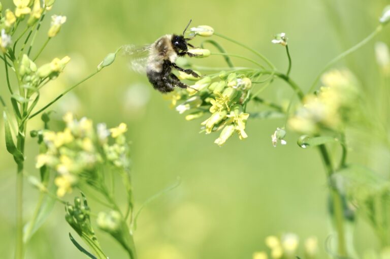 Winter camelina provides excellent forage for pollinators. Photo courtesy of the U.S. Department of Agriculture.