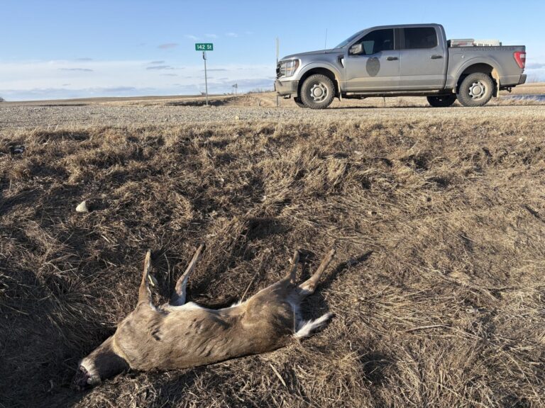 A conservation officer's photo of one of several dead animals dumped in a roadside ditch on 142nd Street just south of Bristol. Photo courtesy of the South Dakota Game, Fish & Parks.