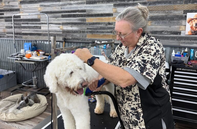 Janet Wright makes quick work of grooming Marley on Thursday, March 12 at The Dog Shop. Aberdeen Insider photo by Elisa Sand.