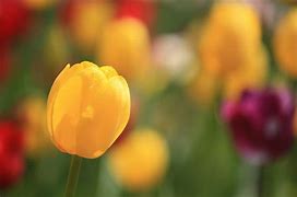 Yellow tulip