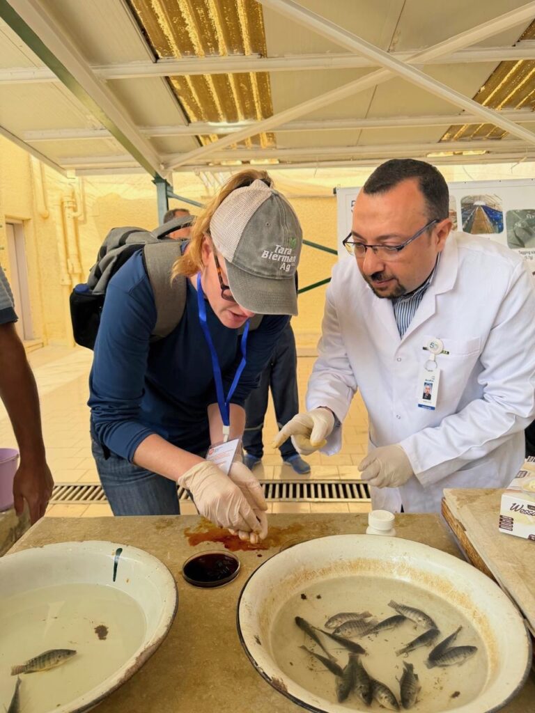 Tara Bierman of Northville tagged some fingerling fish while visiting Egypt. The data from the fish will be retrieved when the fish is processed. Courtesy photo.