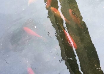 These goldfish in a water tank at Glenn Treftz's farm are now about 5 inches long. Courtesy photo.