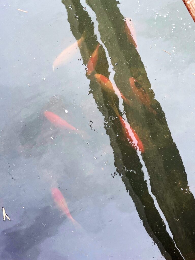 These goldfish in a water tank at Glenn Treftz's farm are now about 5 inches long. Courtesy photo.