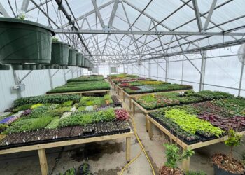 More than 30,000 plants will be available to customers at Harvest Gardens in Ellendale, N.D., when it opens on May 1. Courtesy photo.