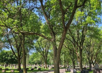 Ash trees make up more than 50% of Milbank’s public tree canopy, including at parks and its cemetery. The town is working to combat the emerald ash borer. Photo courtesy of the city of Milbank.