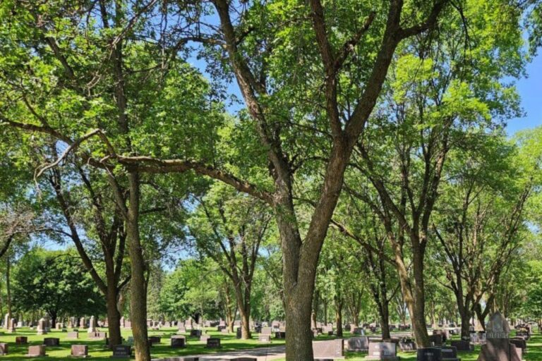 Ash trees make up more than 50% of Milbank’s public tree canopy, including at parks and its cemetery. The town is working to combat the emerald ash borer. Photo courtesy of the city of Milbank.