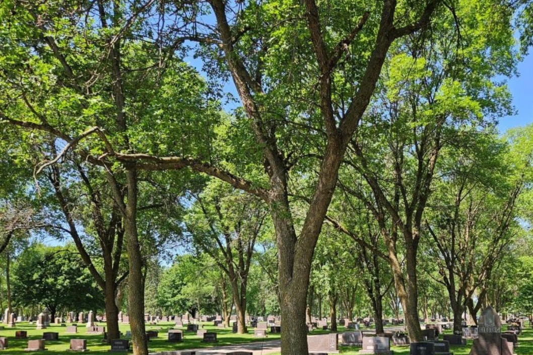 Milbank goes out on a limb to save ash trees from invasive beetle 1 Ash trees make up more than 50% of Milbank’s public tree canopy, including at parks and its cemetery. The town is working to combat the emerald ash borer. Photo courtesy of the city of Milbank.
