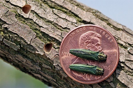 Milbank goes out on a limb to save ash trees from invasive beetle 2 The emerald ash borer is a small beetle. It develops under the bark of a tree and emerges creating D-shaped holes in the bark. Photo courtesy of USDA Forestry Service.