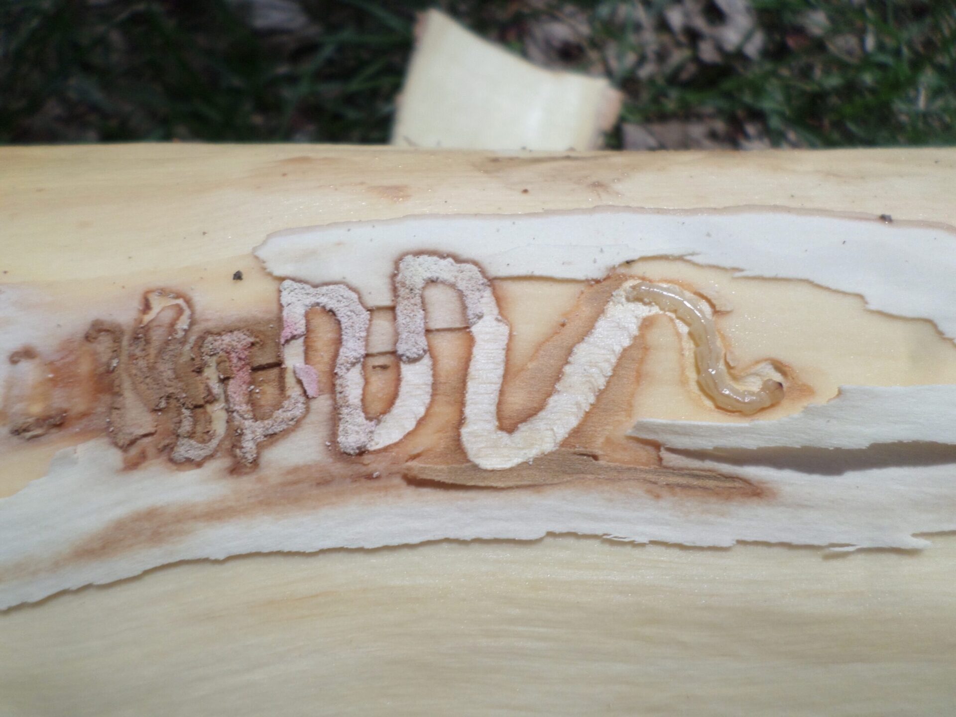 Milbank goes out on a limb to save ash trees from invasive beetle 3 The emerald ash borer larvae create S-shaped tunnels under the bark of the ash tree as they develop. Photo courtesy of USDA Forestry Service.