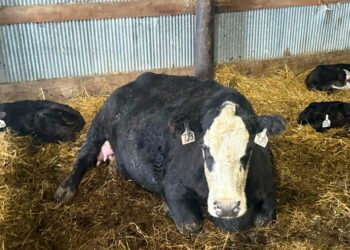 This 8-year-old heifer gave birth to a rare set of triplet calves on April 3 at the Mike and Tracy Cutler farm near Aberdeen. Courtesy photo.