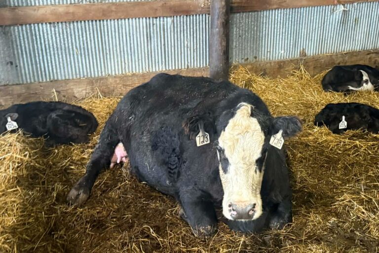 This 8-year-old heifer gave birth to a rare set of triplet calves on April 3 at the Mike and Tracy Cutler farm near Aberdeen. Courtesy photo.