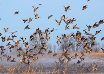 A large group of waterfowl takes flight from the Lake Andes Wetland Management District in South Dakota. Photo courtesy of U.S. Fish and Wildlife Service.