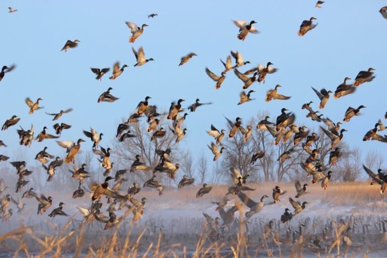 A large group of waterfowl takes flight from the Lake Andes Wetland Management District in South Dakota. Photo courtesy of U.S. Fish and Wildlife Service.