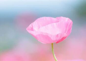 Pink poppy