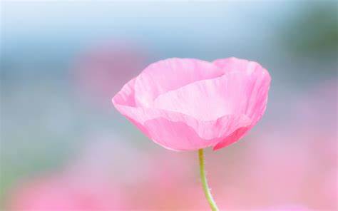 Pink poppy