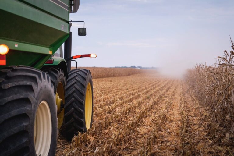 A combine harvests corn on an Illinois farm in the fall. Photo courtesy of Lance Muirhead/Muirhead farms.