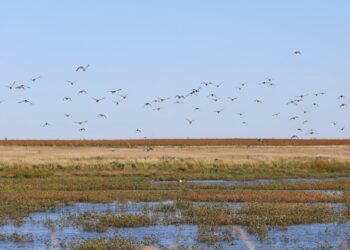 GFP employee was just one of the landowners in refuge reclassification effort 5 Ducks fly off of a northern South Dakota wetland on Sept. 27, 2024. South Dakota Searchlight photo by Joshua Haiar.