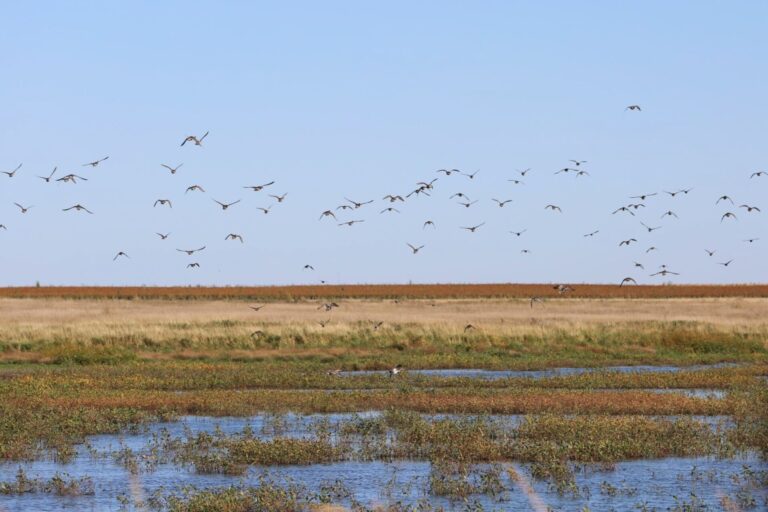 Ducks fly off of a northern South Dakota wetland on Sept. 27, 2024. South Dakota Searchlight photo by Joshua Haiar.