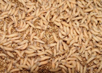 Larvae hatch from New World screwworm eggs within about 24 hours before burrowing into the infested animal’s wound to feed on living flesh. Photo courtesy of the U.S. Department of Agriculture.