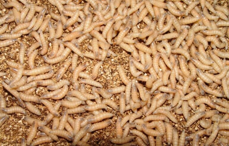 Larvae hatch from New World screwworm eggs within about 24 hours before burrowing into the infested animal’s wound to feed on living flesh. Photo courtesy of the U.S. Department of Agriculture.