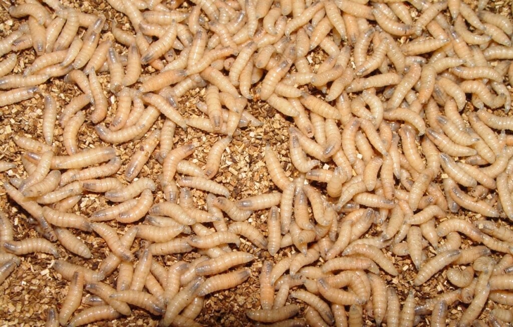 New World screwworm returns to U.S., here’s what you need to know