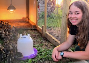 Young artist from Wallace offers second chance on life for wild ducklings 6 Madison Grimm has a variety of ducklings she hatches from eggs rescued by farmers. Courtesy photo.