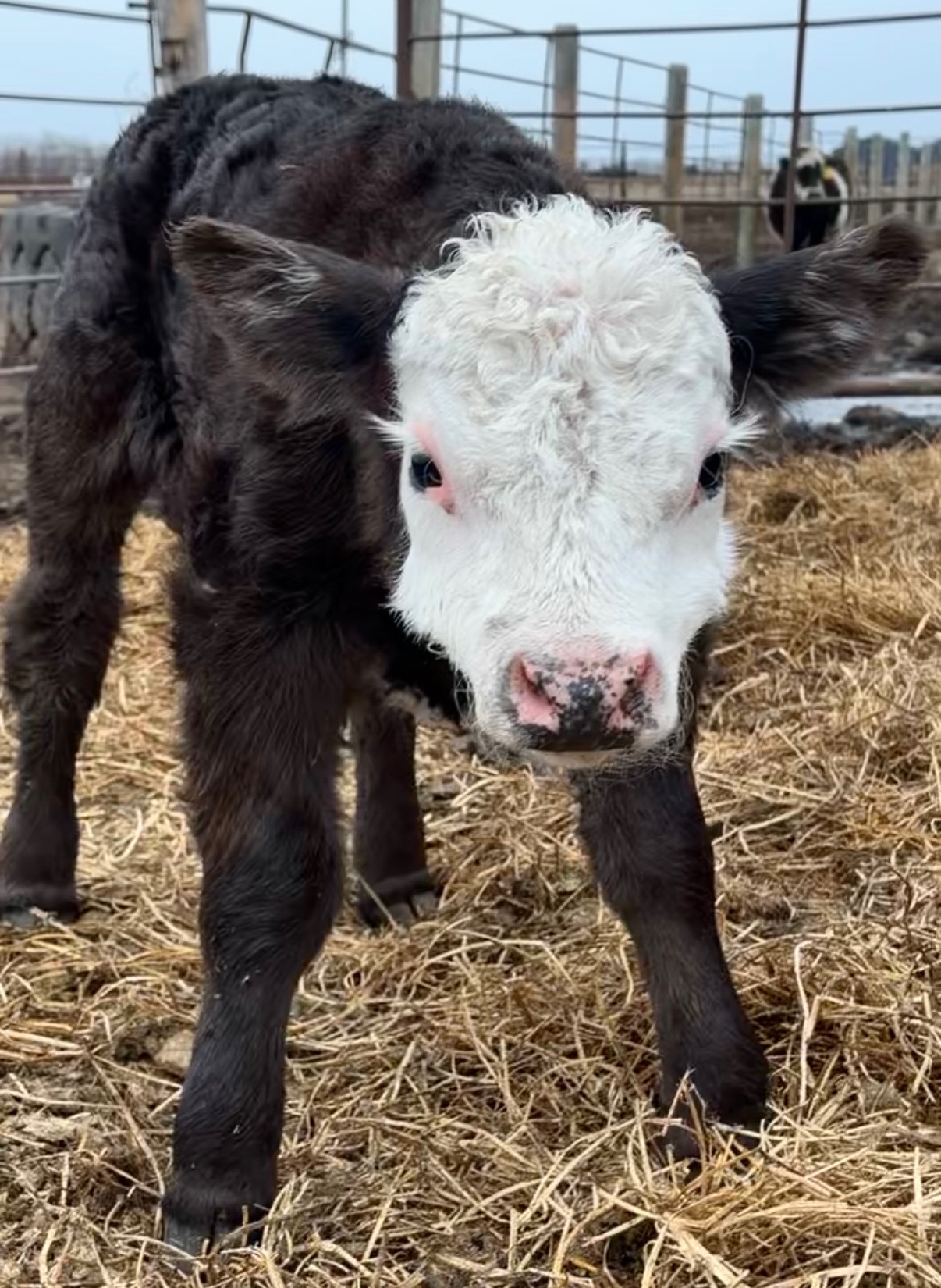 After Terrifying Cow Attack, Frederick Woman Embraces A Second
