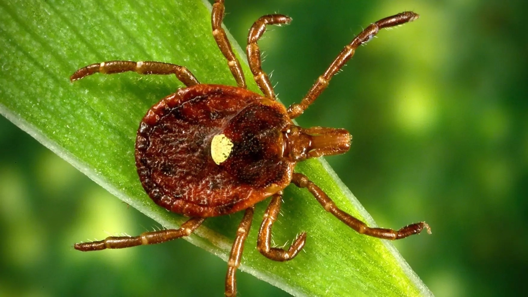Tick bites are surging in the US this year. Here’s what to know. 1 A lone star tick, which is a very aggressive tick that bites humans. A circular rash sometimes follows the bite. Photo courtesy of the Centers for Disease Control and Prevention.