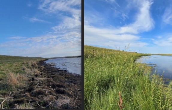 A section of Blue Dog Lake shoreline before and after the implementation of a South Dakota state government program paying for buffer strips to improve water quality. The program covered the Big Sioux River Watershed. Photo courtesy of the state Department of Agriculture and Natural Resources.