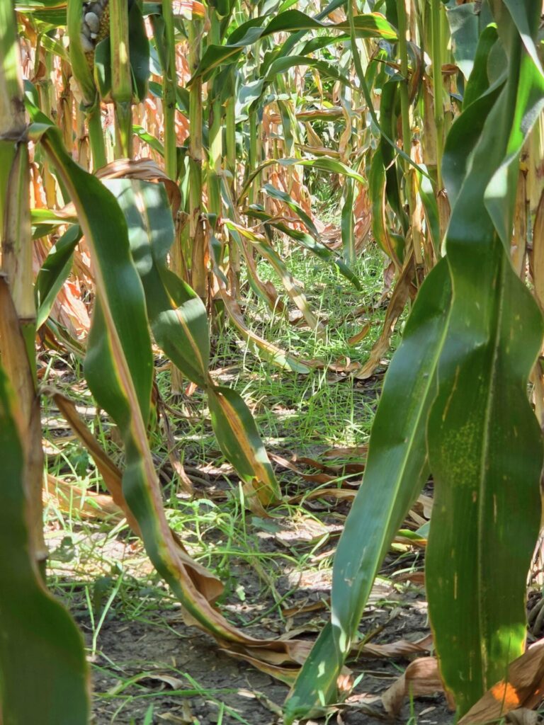 Rye growing in the fall